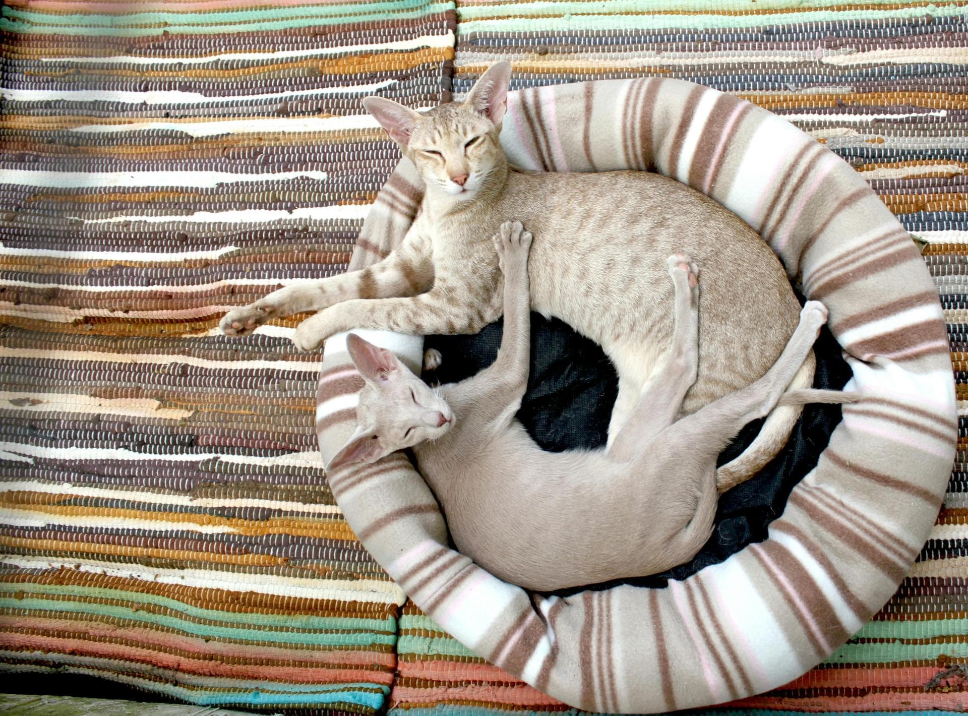 Dog & Cat Vets in Cascade