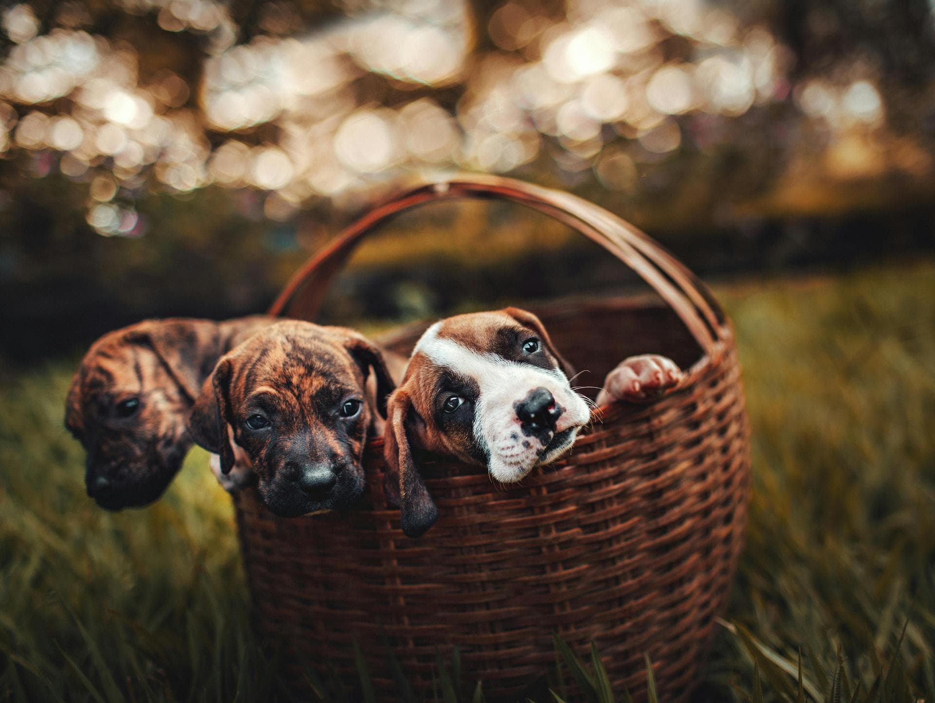 Dog & Cat Vets in Twin Falls