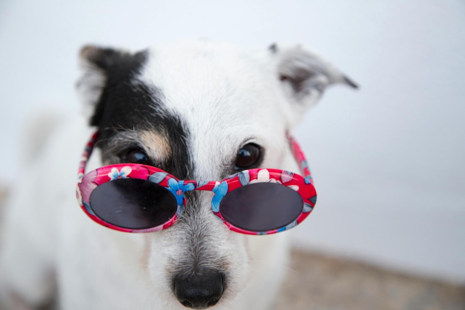 Dog & Cat Vets in Chubbuck