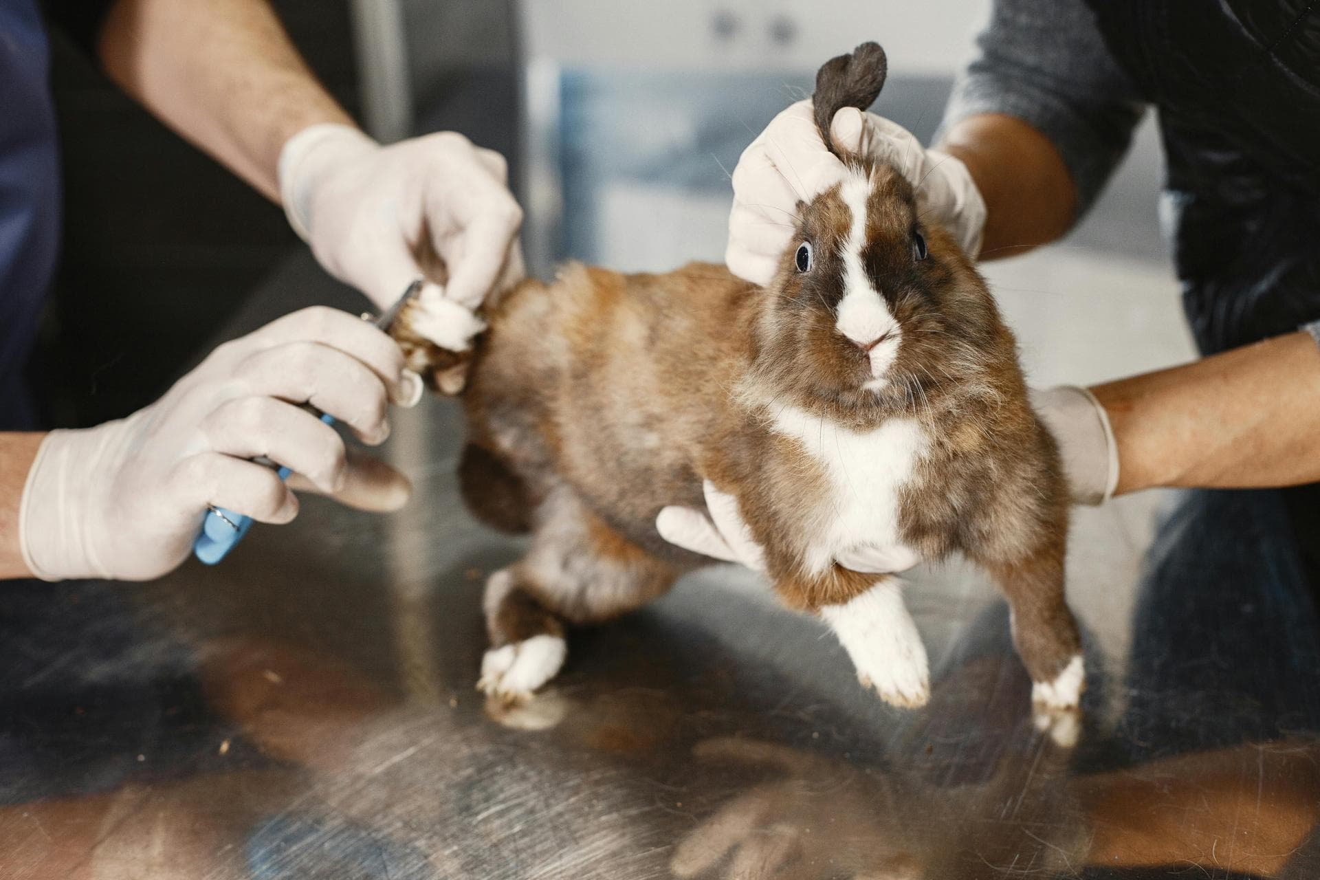 Emergency vets in Athol