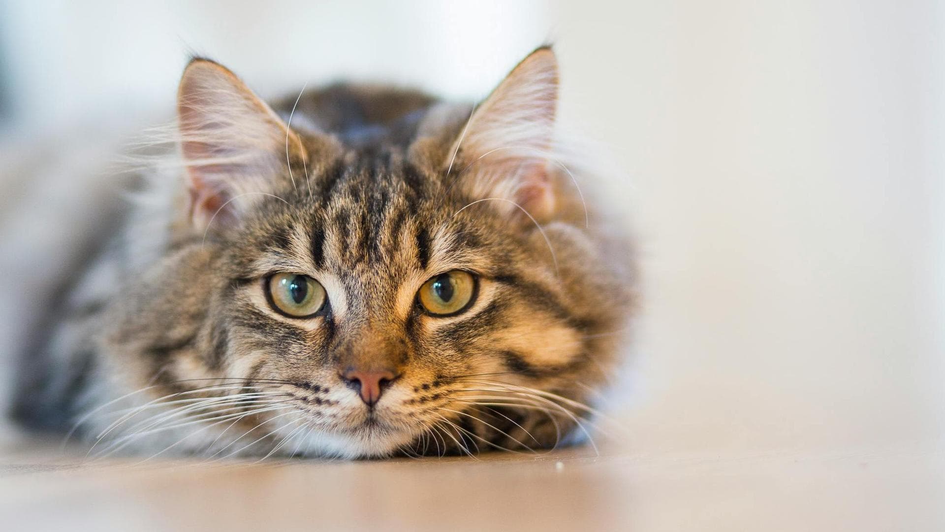 Specialist Vets in Idaho