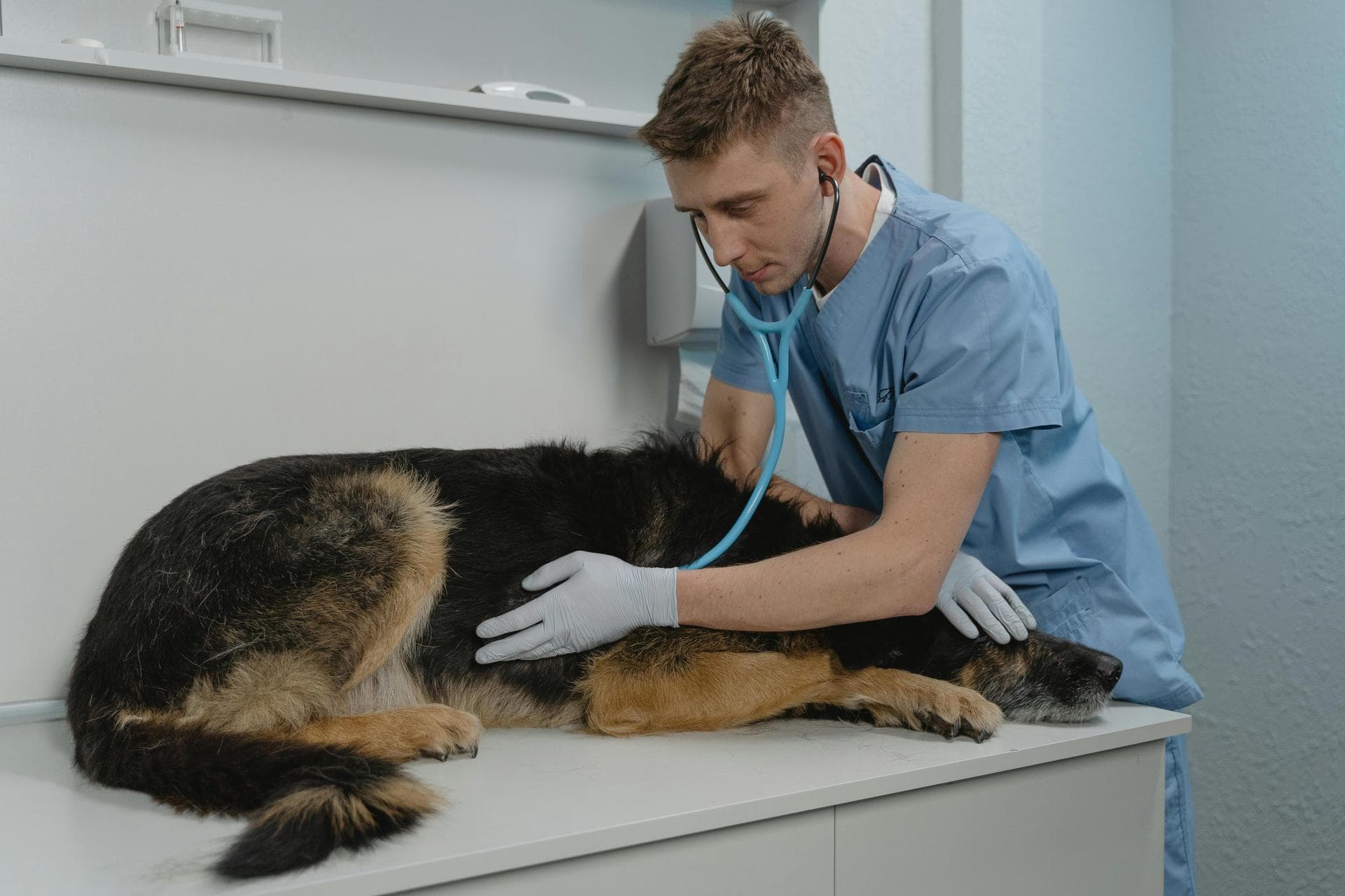 Dog & Cat Vets in Salmon