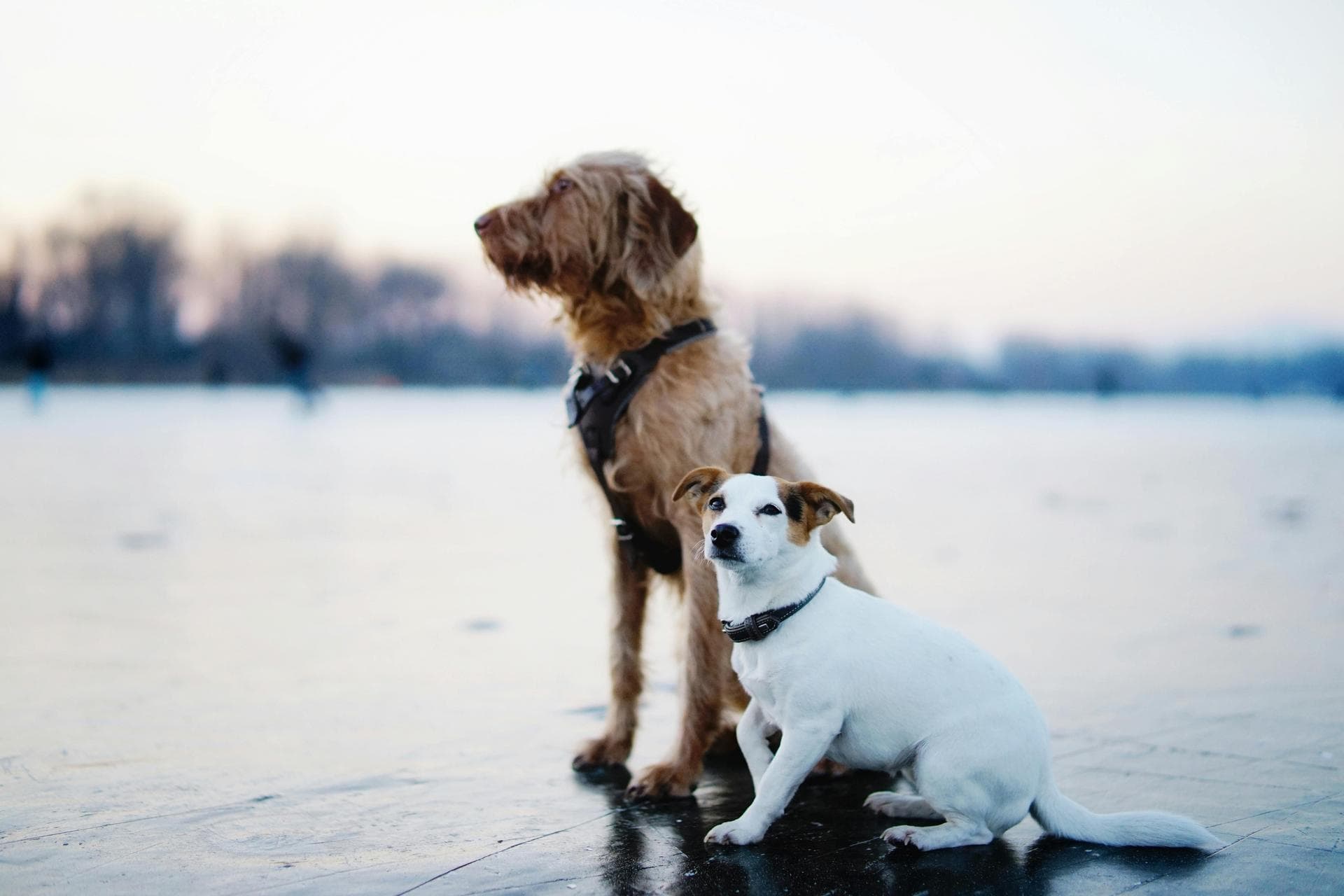 Dog & Cat Vets in Burley