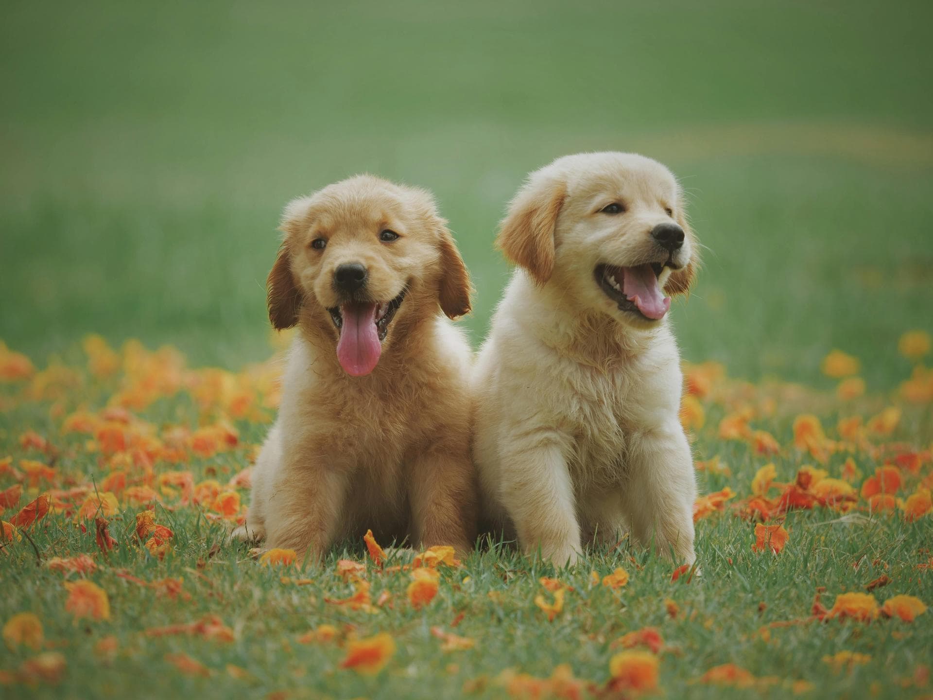 Dog & Cat Vets in Middleton