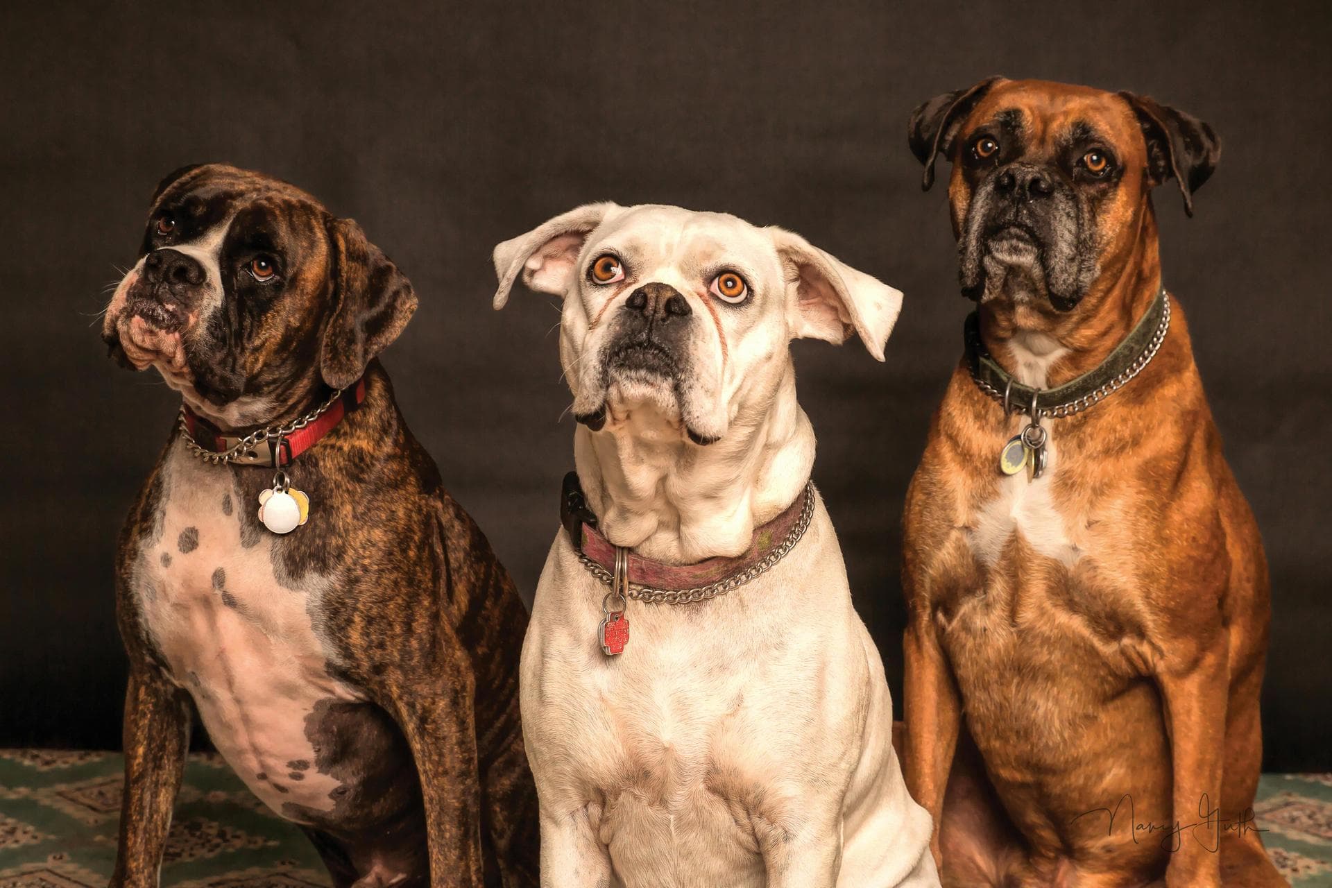 Dog & Cat Vets in Middleton