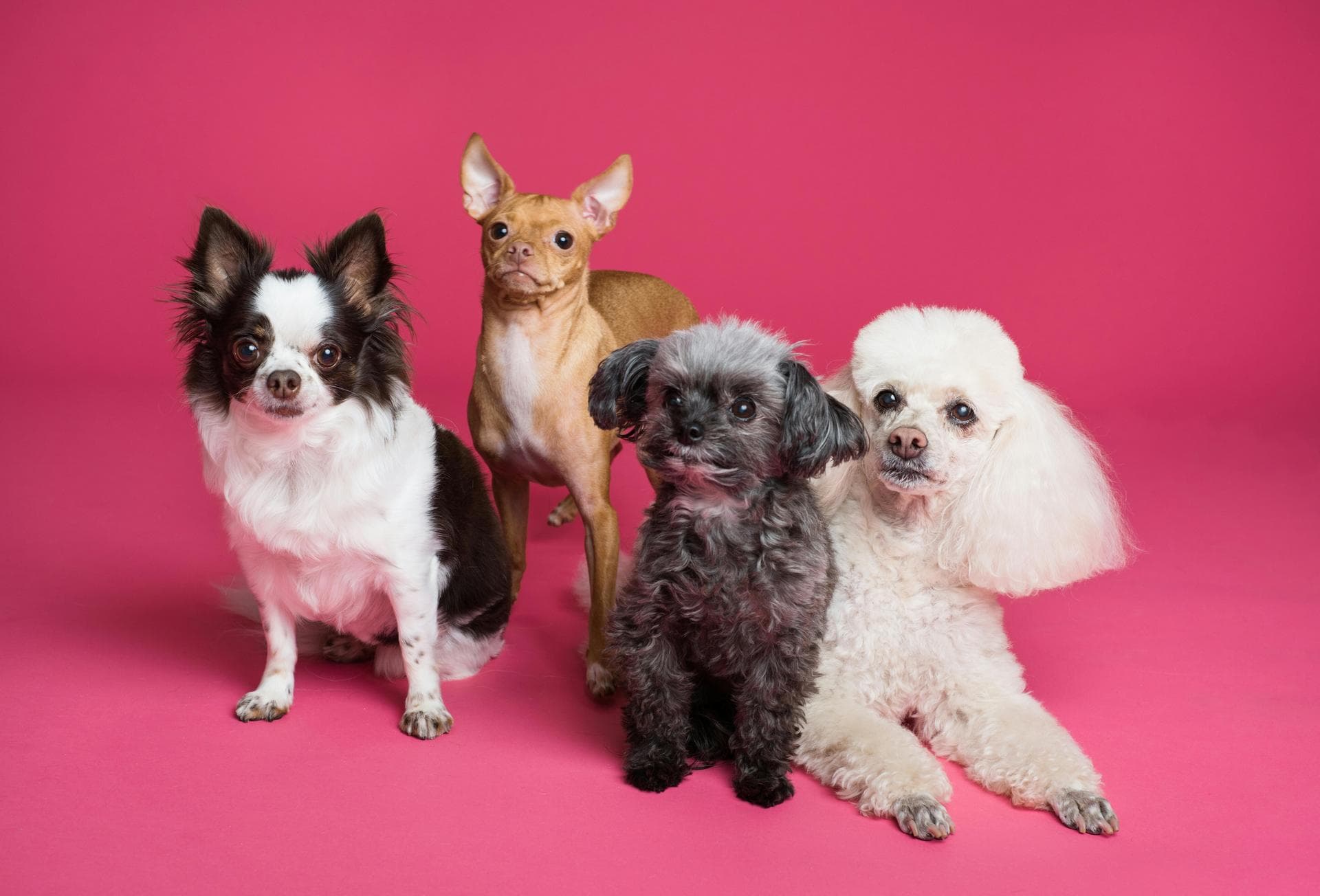 Best Vets in Wa