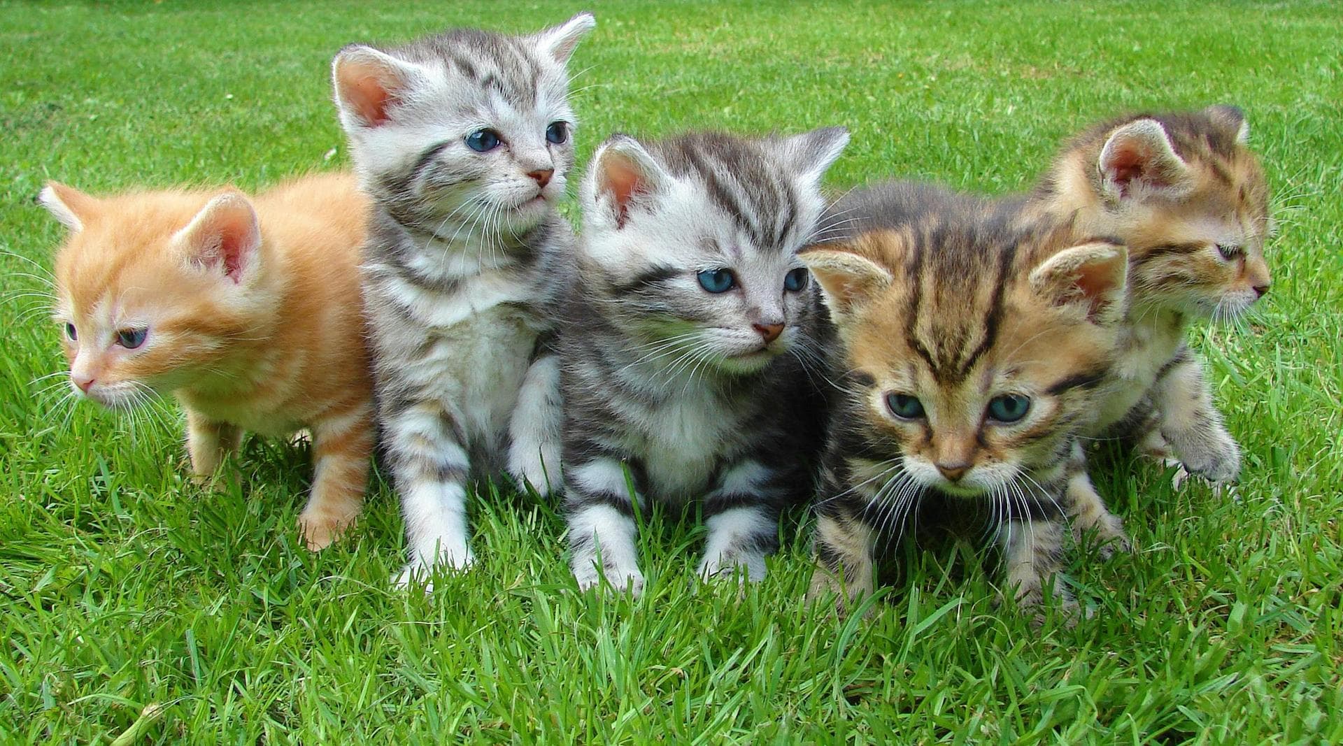 Dog & Cat Vets in Idaho