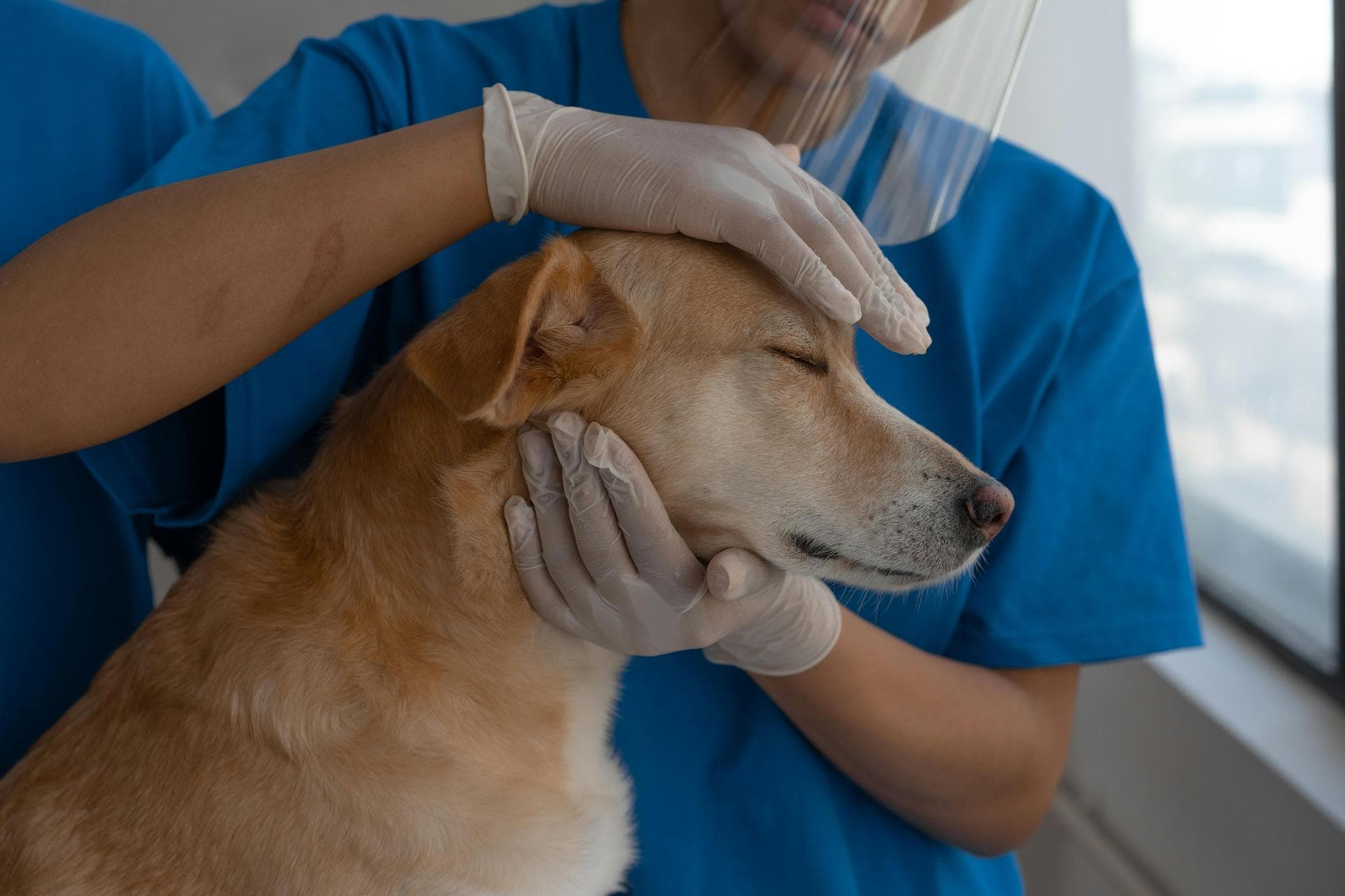 Dog & Cat Vets in Orofino