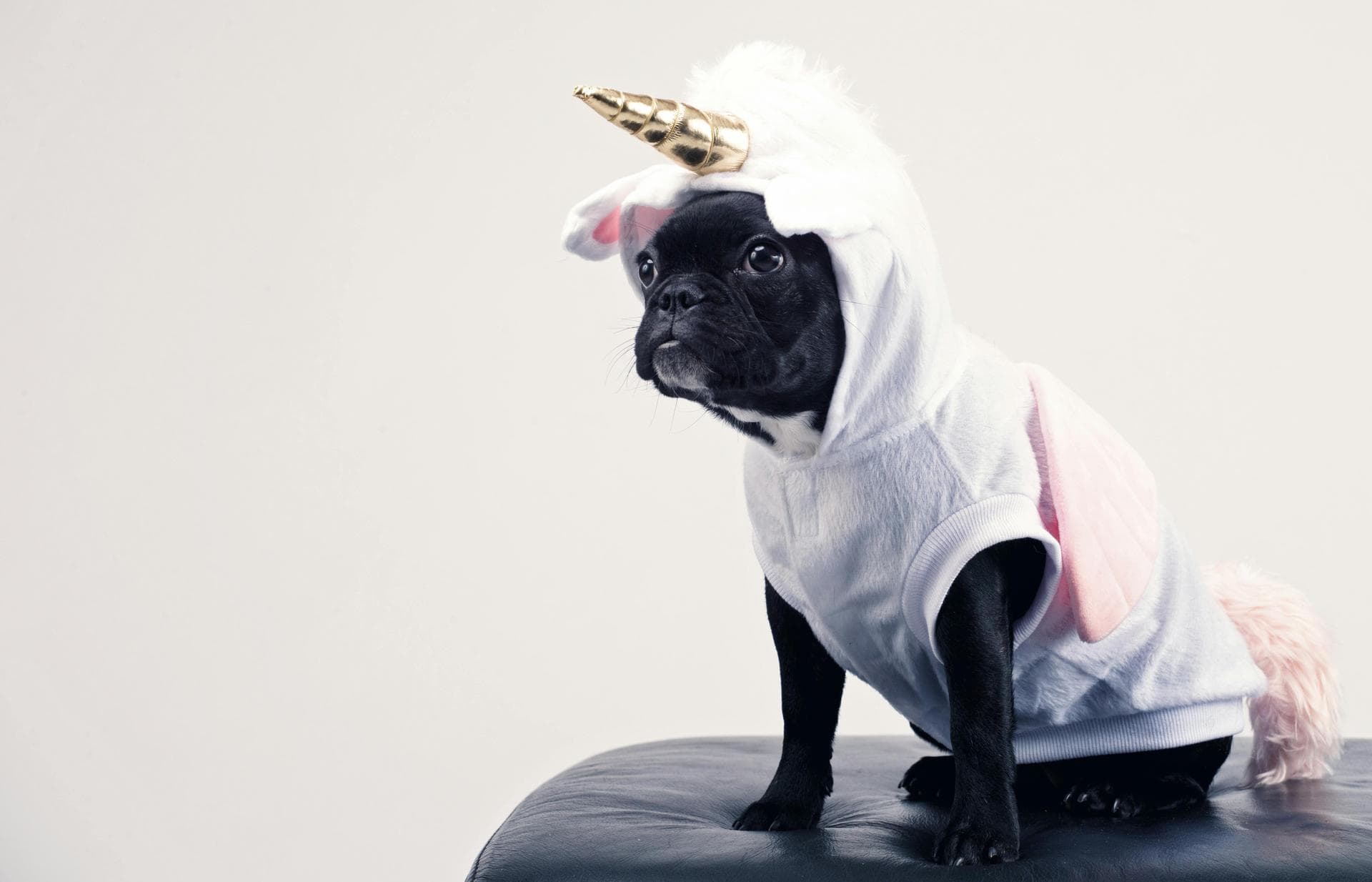 Dog & Cat Vets in Hayden